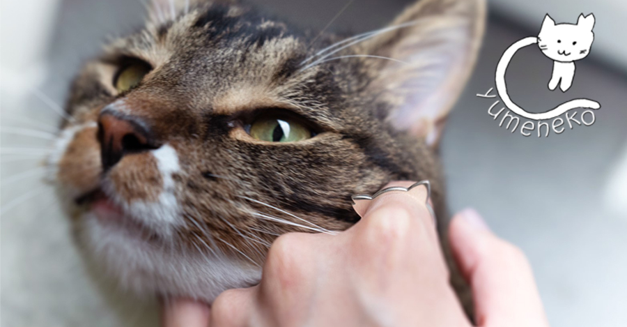 <span>yumeneko</span>『ゆめねこ』はTNR(ノラ猫の不妊手術)をした猫をデザインモチーフにしています。ゆめねこはこのTNRの普及や応援の意味を込めて立ち上げたブランドです。